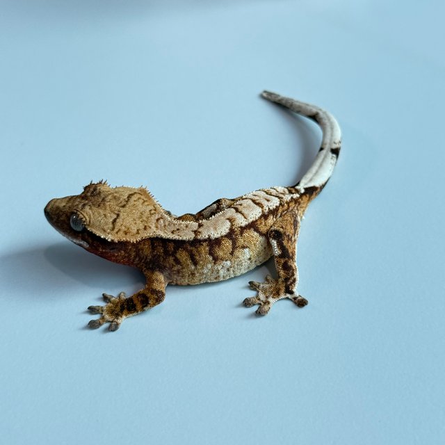 노멀 트라이 익스트림할리퀸