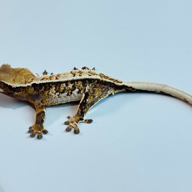 노멀 트라이 익스트림할리퀸 핀스트라이프