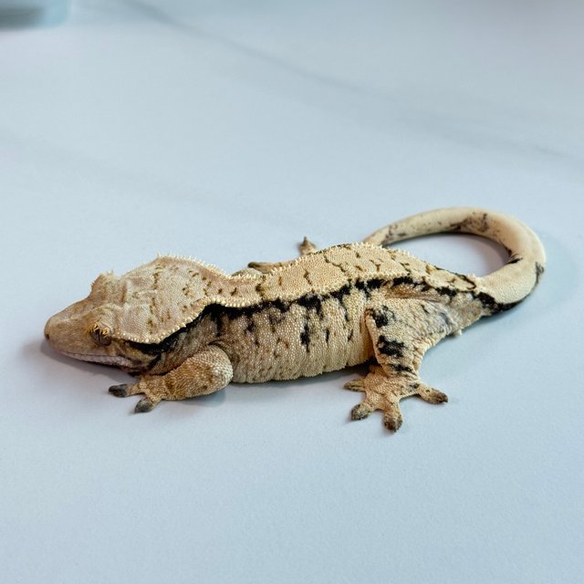 노멀 트라이 익스트림할리퀸