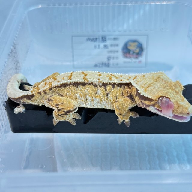 노멀 트라이 익스트림할리퀸