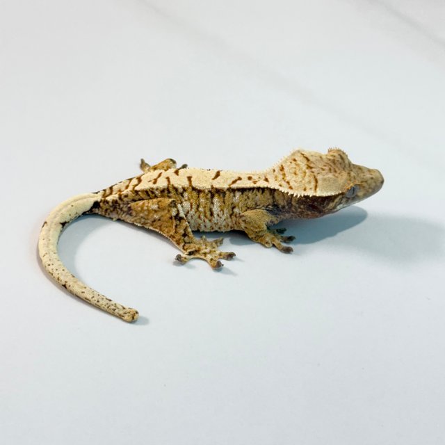 노멀 트라이 익스트림할리퀸 텐저린