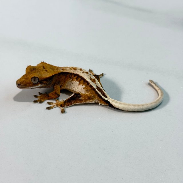 노멀 트라이 익스트림할리퀸