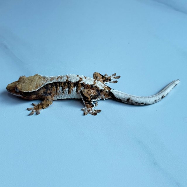 노멀 트라이 익스트림할리퀸 텐저린