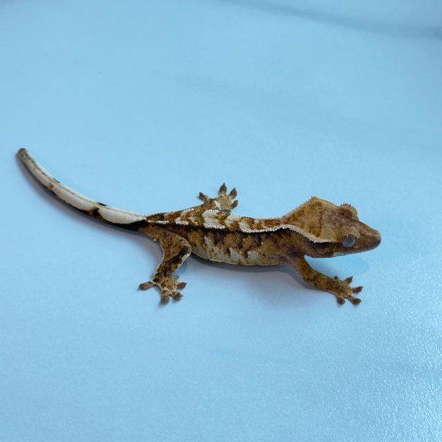 노멀 트라이 익스트림할리퀸 텐저린