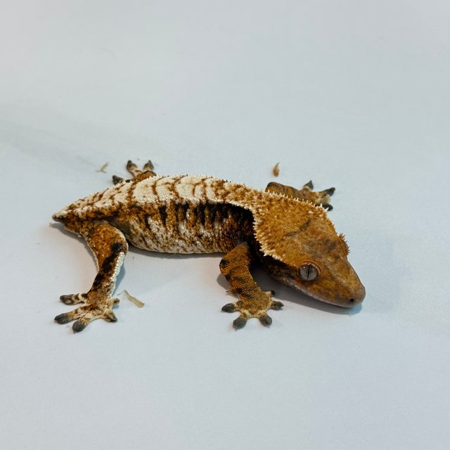 노멀 트라이 익스트림할리퀸