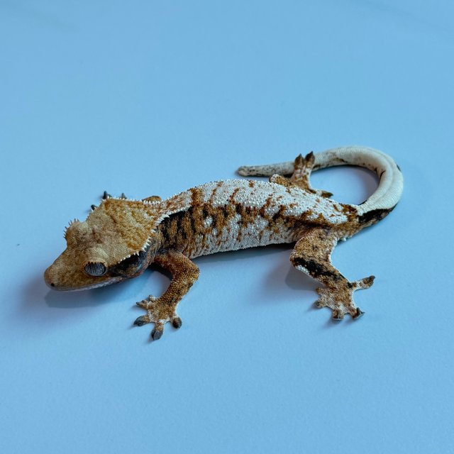 노멀 트라이 익스트림할리퀸 텐저린