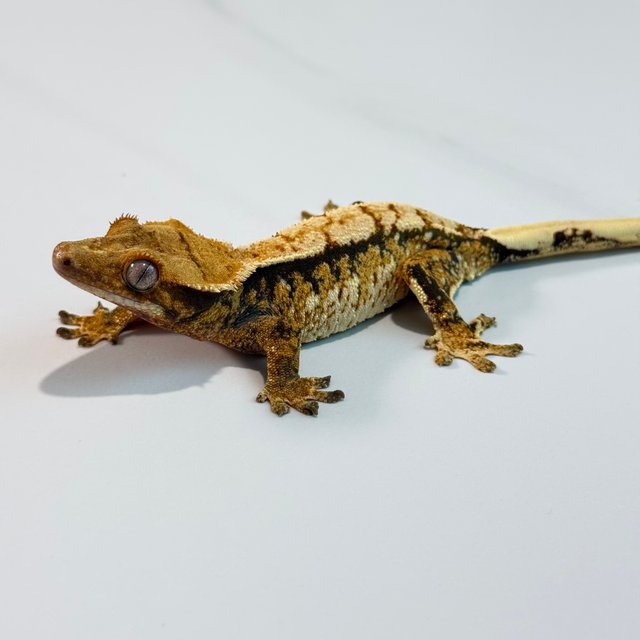 노멀 트라이 익스트림할리퀸 텐저린