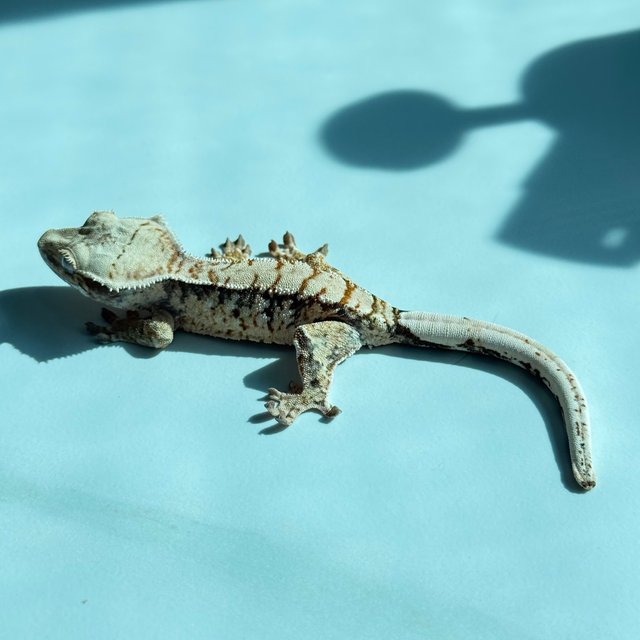 노멀 트라이 익스트림할리퀸