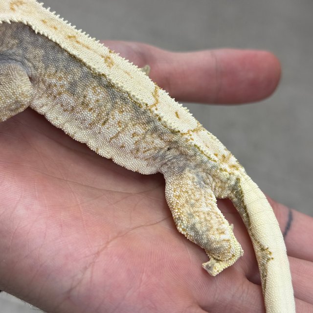 노멀 트라이 익스트림할리퀸