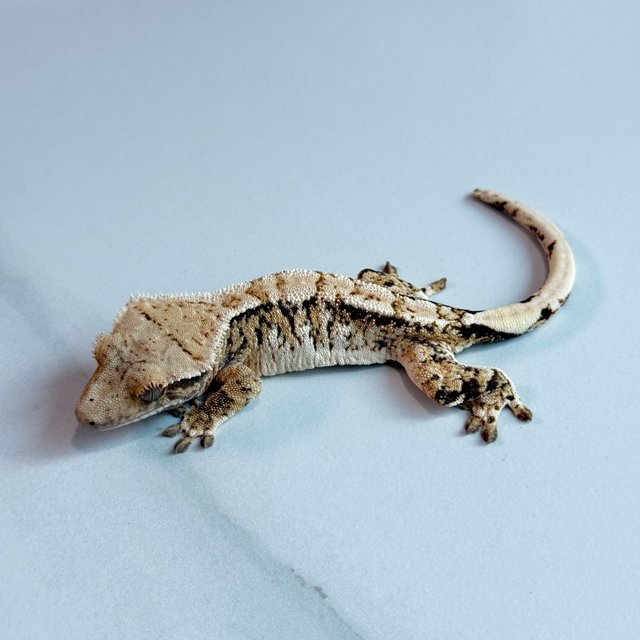 노멀 트라이 익스트림할리퀸