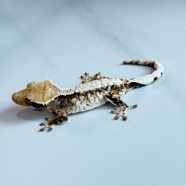 노멀 트라이 익스트림할리퀸 텐저린