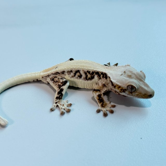 릴리화이트 솔리드백