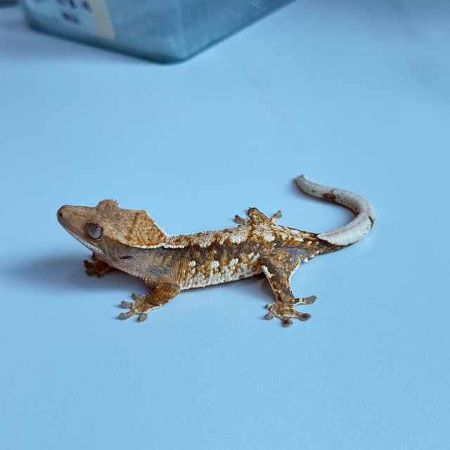 노멀 트라이 익스트림할리퀸 텐저린