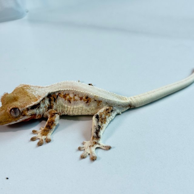 릴리화이트 텐저린