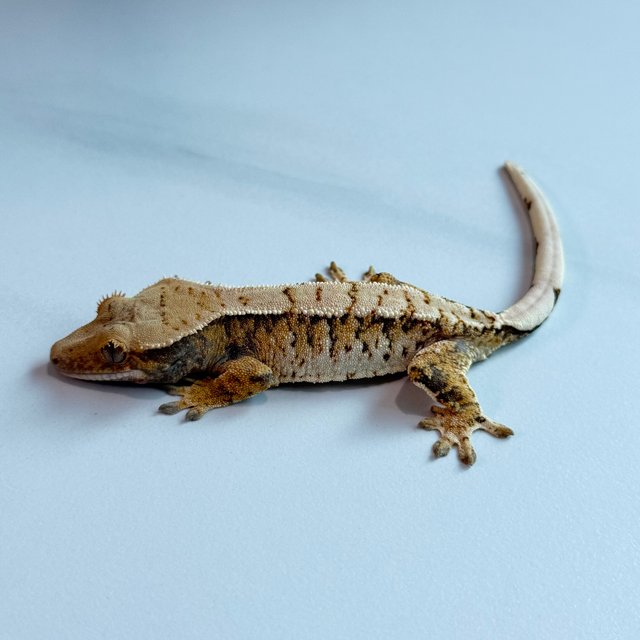 노멀 트라이 익스트림할리퀸