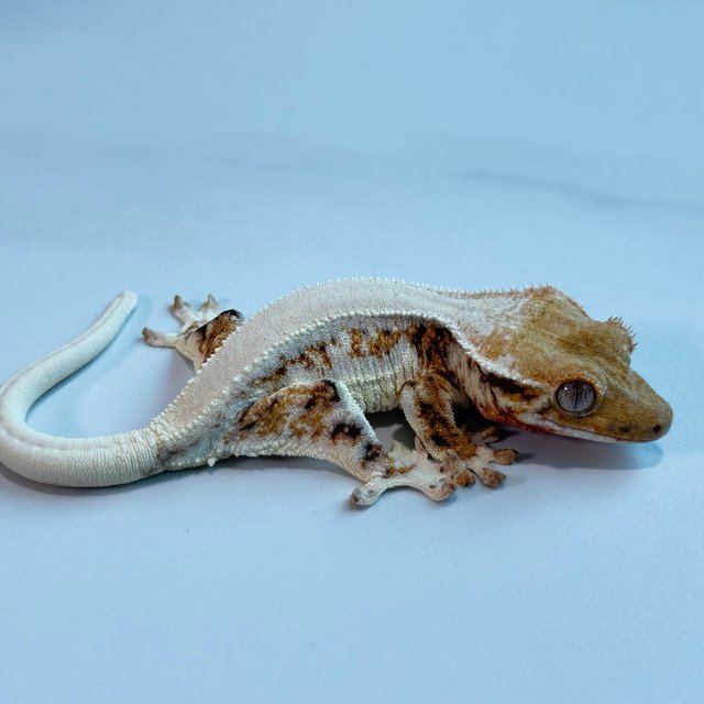 릴리화이트 텐저린