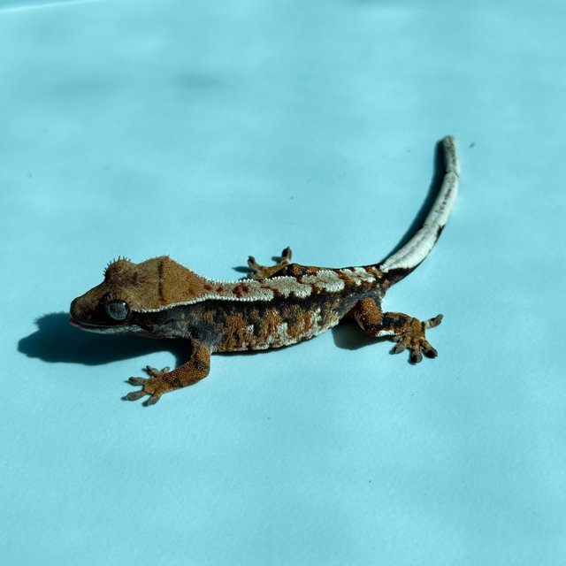 노멀 트라이 익스트림할리퀸 텐저린