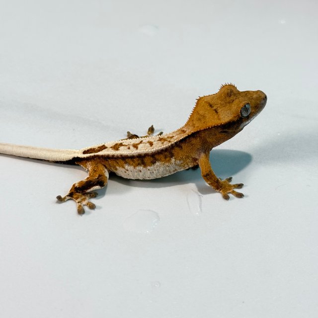 노멀 트라이 익스트림할리퀸