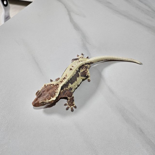 프라푸치노