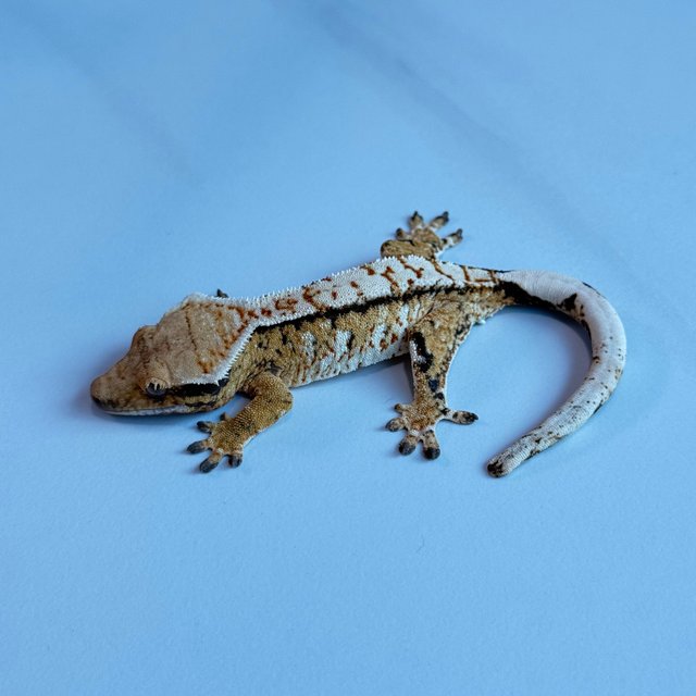 노멀 트라이 익스트림할리퀸 텐저린