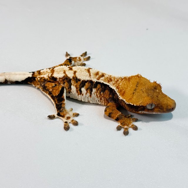 노멀 트라이 익스트림할리퀸 텐저린