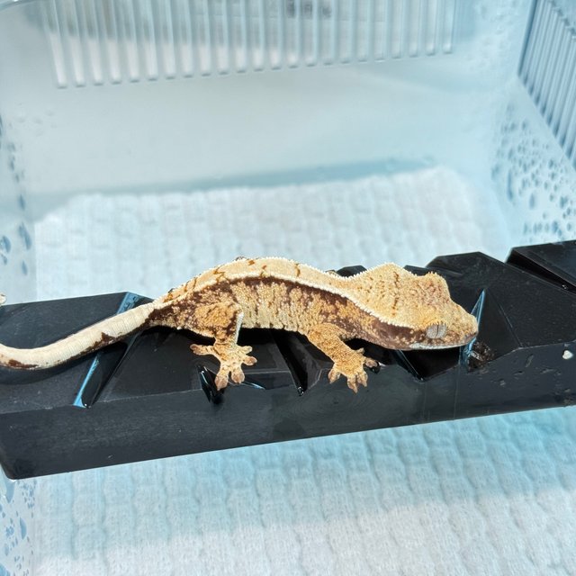 노멀 트라이 익스트림할리퀸