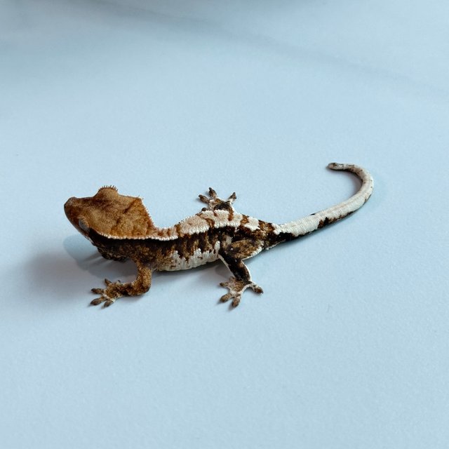 노멀 트라이 익스트림할리퀸 텐저린