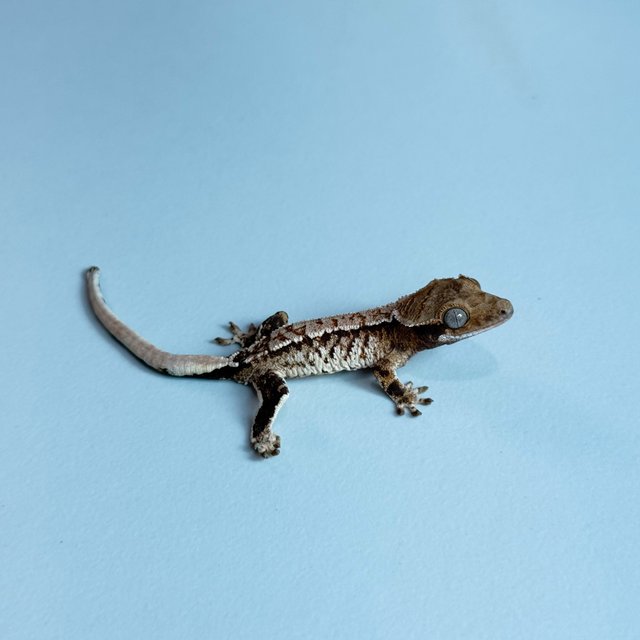 노멀 트라이 익스트림할리퀸 텐저린 화이트포트홀