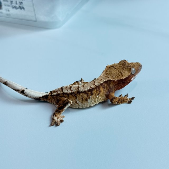 노멀 트라이 익스트림할리퀸