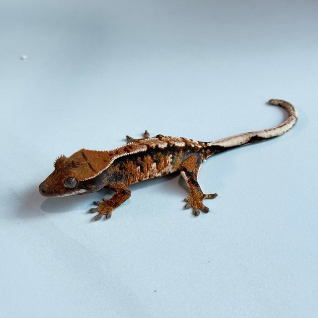 노멀 트라이 익스트림할리퀸 텐저린