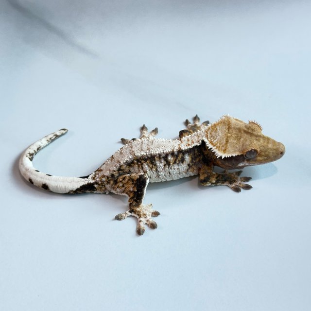 노멀 트라이 익스트림할리퀸 텐저린