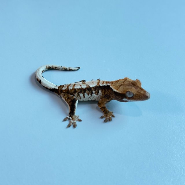 노멀 트라이 익스트림할리퀸 텐저린