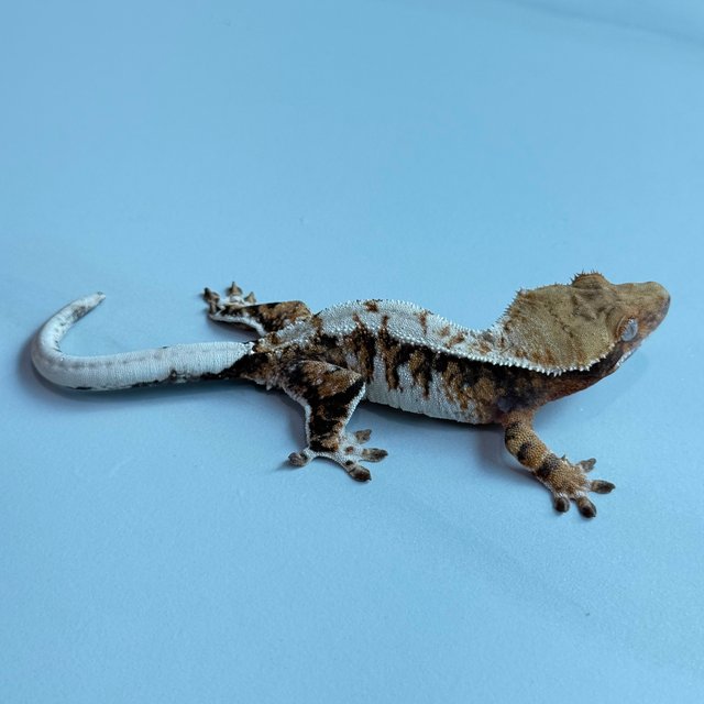 노멀 트라이 익스트림할리퀸 텐저린