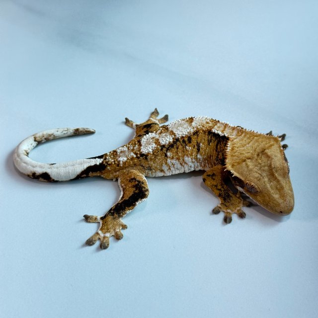 노멀 트라이 익스트림할리퀸