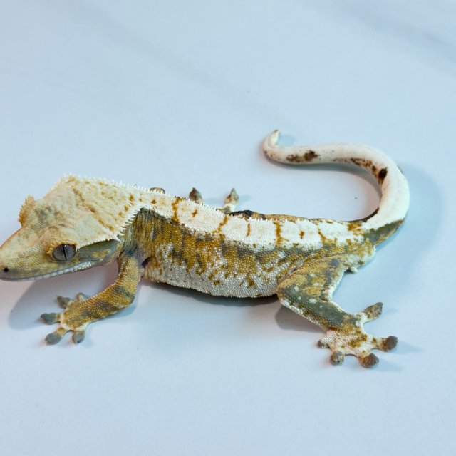 노멀 트라이 익스트림할리퀸