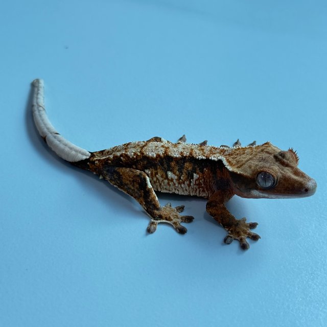 노멀 트라이 익스트림할리퀸 텐저린