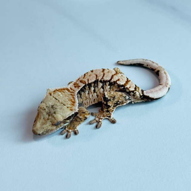 노멀 트라이 익스트림할리퀸