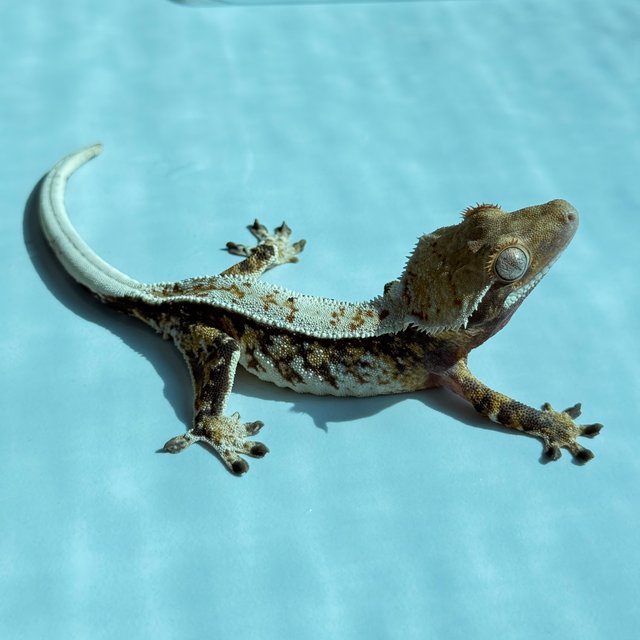 노멀 트라이 핀스트라이프 익스트림할리퀸 텐저린