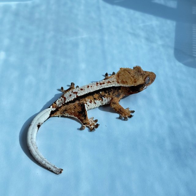 노멀 트라이 익스트림할리퀸 핀스트라이프 텐저린