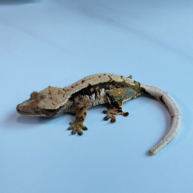 노멀 트라이 익스트림할리퀸 텐저린