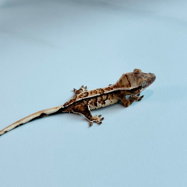 노멀 트라이 익스트림할리퀸