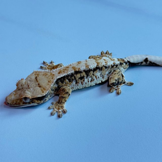 노멀 트라이 익스트림할리퀸