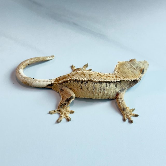 노멀 트라이 익스트림할리퀸