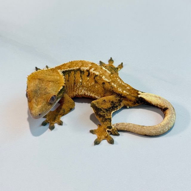 노멀 트라이 익스트림할리퀸 텐저린