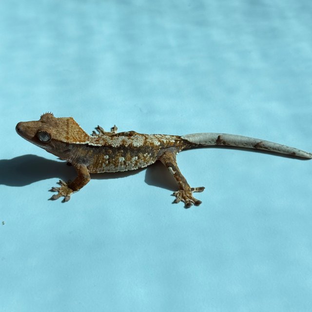 노멀 트라이 익스트림할리퀸