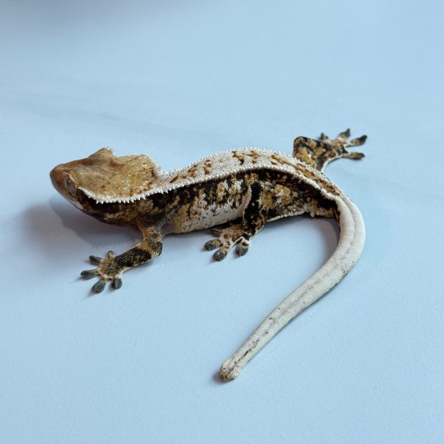 노멀 트라이 익스트림할리퀸 핀스트라이프 텐저린