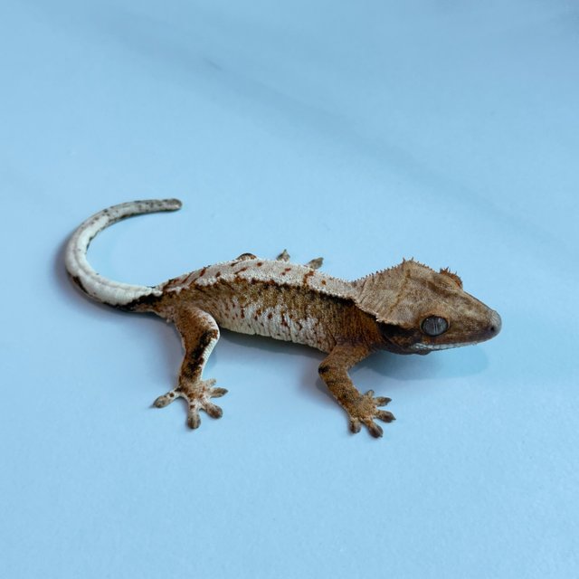 노멀 트라이 익스트림할리퀸