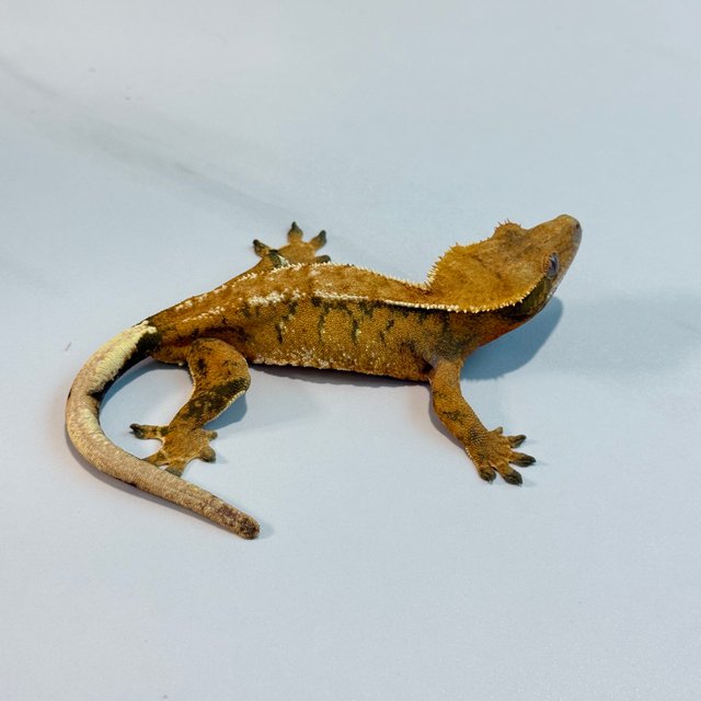 노멀 트라이 익스트림할리퀸 텐저린