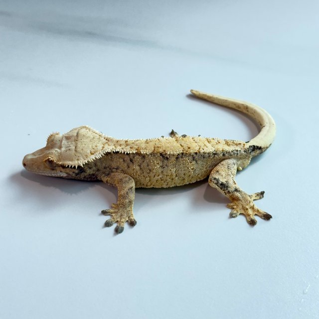 노멀 트라이 익스트림할리퀸