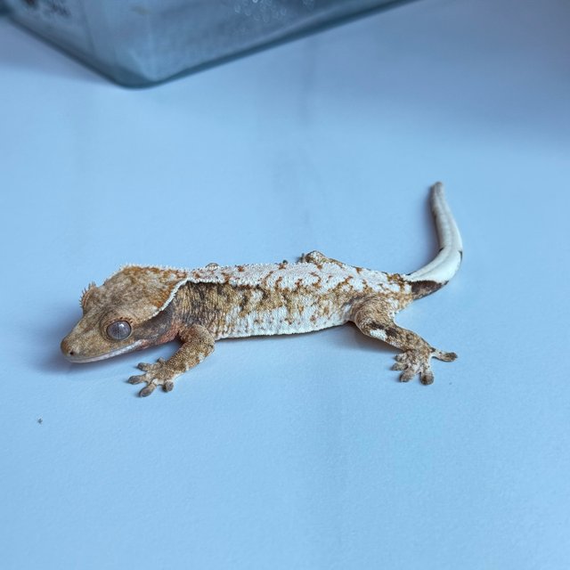 노멀 트라이 익스트림할리퀸